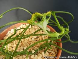 Image result for Ceropegia monteiroae