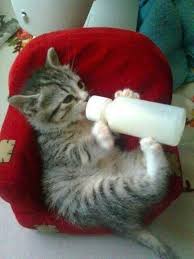 12 Adorable Kittens Enjoying Their Bottle Of Milk Kittens Cutest Cats Cute Animals