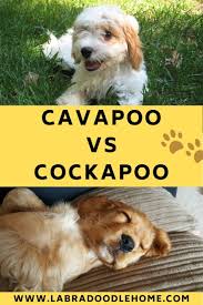 Victor would make a great addition to any household, his temperament is very sweet. Cavapoo Vs Cockapoo Which Is Best For You