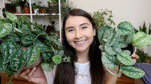 Maybe you would like to learn more about one of these? Scindapsus Pictus Full Care Guide Propagation Exotica Vs Argyraeus Youtube