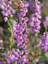 Image result for Calluna vulgaris