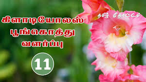 How To Plant Gladiolus Bulbs How To Plant Gladiolus Bulbs In Pots Youtube