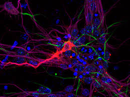 This guide contains general technical information for working with animal cells in culture, including media, subculturing, cryopreservation, and contamination. Animal Research Babraham Institute