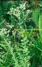 Image result for Platostoma rotundifolium