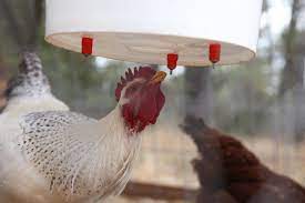 Heated Chicken Waterers What S Right For Your Flock Backyard Poultry