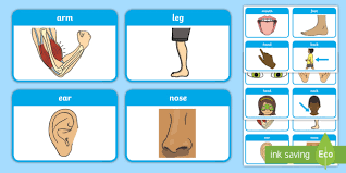 Dans cette leçon, nous allierons anatomie et anglais. Flashcards Les Parties Du Corps Anglais Lv