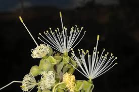 Image result for Maerua