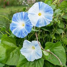 Table of contents why won't my morning glories flower? Morning Glory Flying Saucers Ipomoea Tricolor Seeds Select Seeds