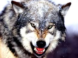 Hedza Wallpapers Timber Wolf Hayvan Duvar Kagidi Kurt