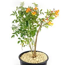 Image result for Tecoma