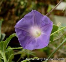 Image result for Ipomoea venosa