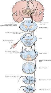 The Exteroceptive Sensations Neupsy Key
