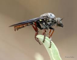 Image result for Heteropogon