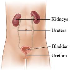 Needle Biopsy Of The Kidney What To Expect At Home