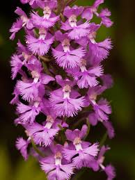 Image result for Platanthera psycodes