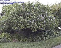 Image result for Brunfelsia australis