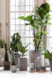 Plantes De Maison Planter Haengende Planter Haveideer