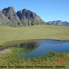 Image result for Hydrostachys polymorpha