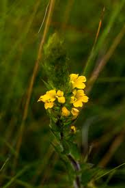 Image result for Aneilema brunneospermum