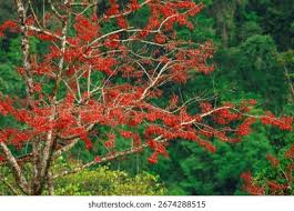 Image result for Erythrina falcata