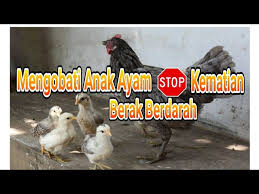Layari doctoroncall untuk mengetahui punca najis berdarah mengikut tanda dan. Mengobati Anak Ayam Yang Berak Berdarah Youtube