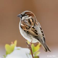 Birds Of East Texas Book 12 Birds Every Texan Should Know Tpw Magazine August September 2014