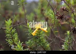 Image result for Hypericum revolutum