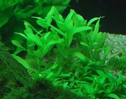 Image result for Bacopa hamiltoniana