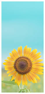 Bunga matahari sangat cantik, kembang di waktu pagi, daunnya hijau bunganya kuning, memikat menanam tanaman bunga matahari di halaman rumah sebagai tanaman hias sunflower. Halaman Download Wallpaper Ponsel Bunga Matahari 808x1692 Download Hd Wallpap