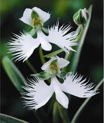 Image result for Habenaria leucotricha