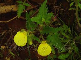 Image result for Calceolaria tripartita