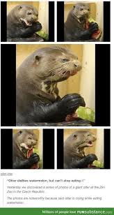 When I M On My Period And Force Myself To Eat Healthy Cute Funny Animals Funny Animals Animal Memes