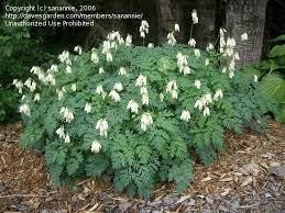 Full Size Picture Of Fringed Bleeding Heart Alba I Dicentra Eximia I Bleeding Heart White Plants Trees To Plant