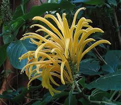 Image result for Justicia aurea