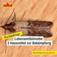 Lebensmittelmotten Bekampfen Selbst De In 2020 Lebensmittelmotten Lebensmittel Motte