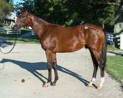 Should I Buy A Yearling Or A 2 Year Old With A Thoroughbred Partnership West Point Thoroughbreds