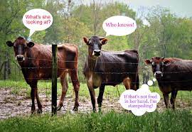 Funny Quotes From The Farm Quotesgram Tnt electrical trades gift store: