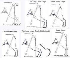 hindquarter angulation dog grooming tips dog anatomy