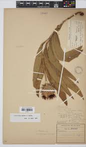 Image result for Pleiotaxis