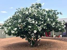 Image result for Cordia pilosissima