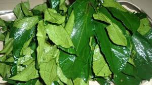 Allow to cool and take a glass cup. Ugu Leaf And Seed Nutritional And Medicinal Benefits