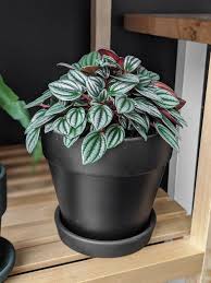 How To Pot Indoor Plants What Is Root Bound And How Can I Fix It In 2020 Indoor Plant Pots Plant Care Houseplant Peperomia Plant