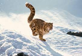 How far can leopards run? Snow Leopard Animal Stock Photos Kimballstock