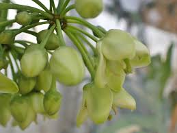 Image result for Brexia madagascariensis