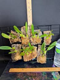 Image result for Bulbophyllum saltatorium