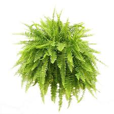 Some people do think thatboston ferns are harful but boston ferns are harmless to your cats. Boston Fern 10 Hanging Basket St Paul Flower Sale