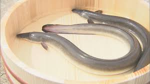 Jan 28, 2021 · ウナギなうのブログ 富士宮在住の週末アングラーです。 嫌いな言葉は、1番が努力で2番が頑張るです。 家庭と仕事の隙を突き、静岡東部を駆け巡ります。 é•·é–€å¸‚ æ–°ã—ã„åç‰©ã¸ æµ·ã†ãªãŽ æµ·ã¨æ—¥æœ¬project In ã‚„ã¾ãã¡