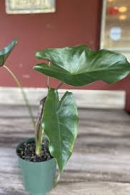 I only hope that when you took the hatchet to it, you didn't have some sort of evil, crazed smile on your face. How To Care For And Grow Alocasia Sumo Elephant Ear Unica Plants