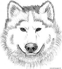 Face realistic coloring pages for adults. Realistic Wolf Face Coloring Pages Printable