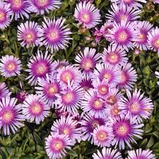 Image result for Delosperma spp.
